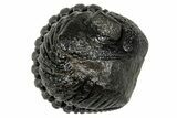 Wide, Enrolled Pedinopariops Trilobite - Excellent Eyes #347746-2